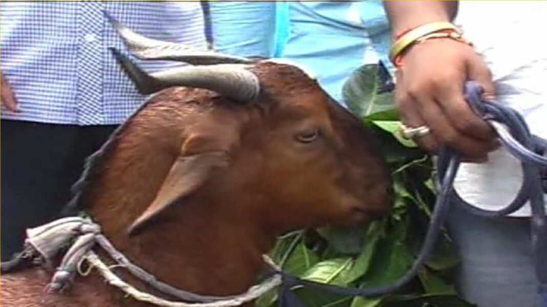 Goat