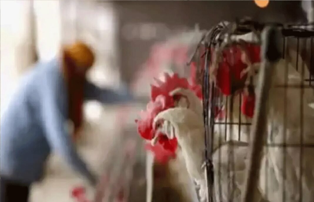 Bird flu