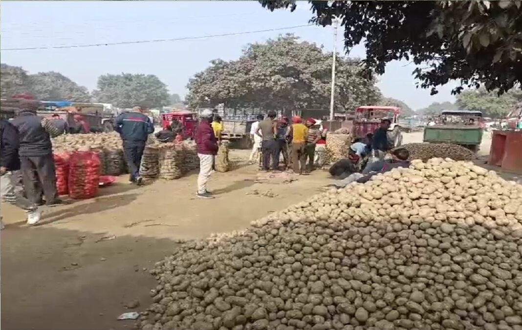 Potato Market