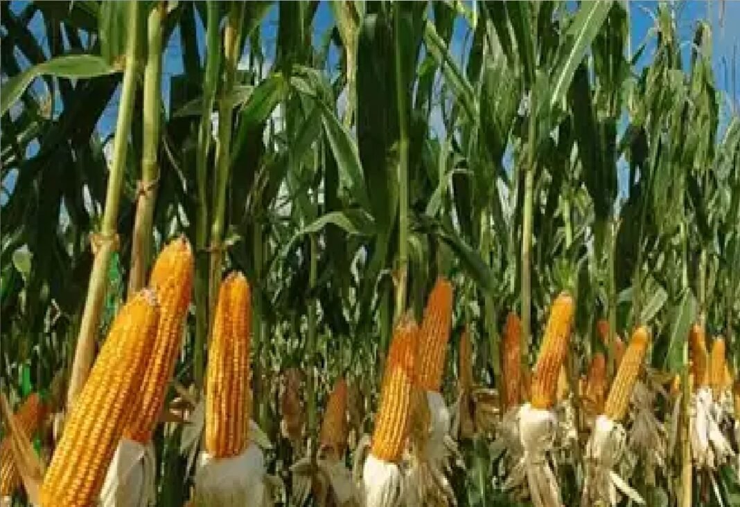 Rabi crop
