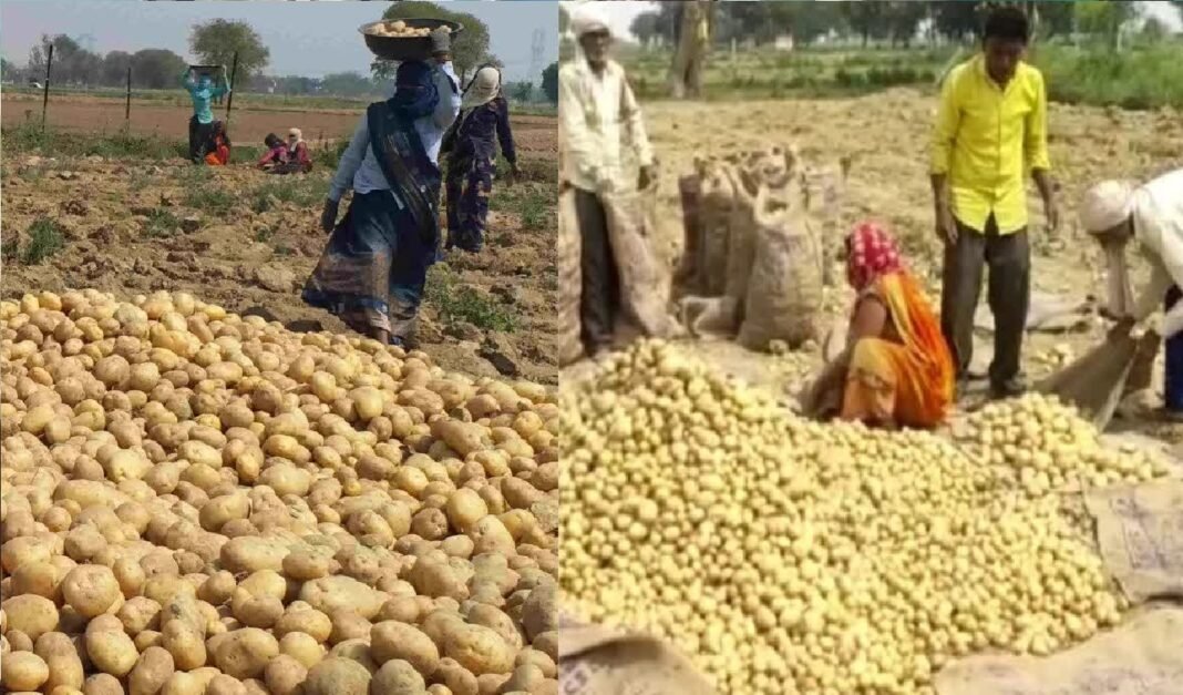Potato