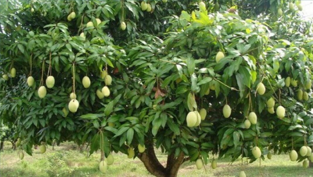 Mango Park