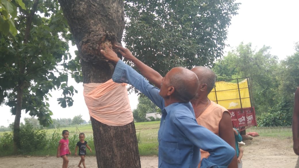 Neem tree