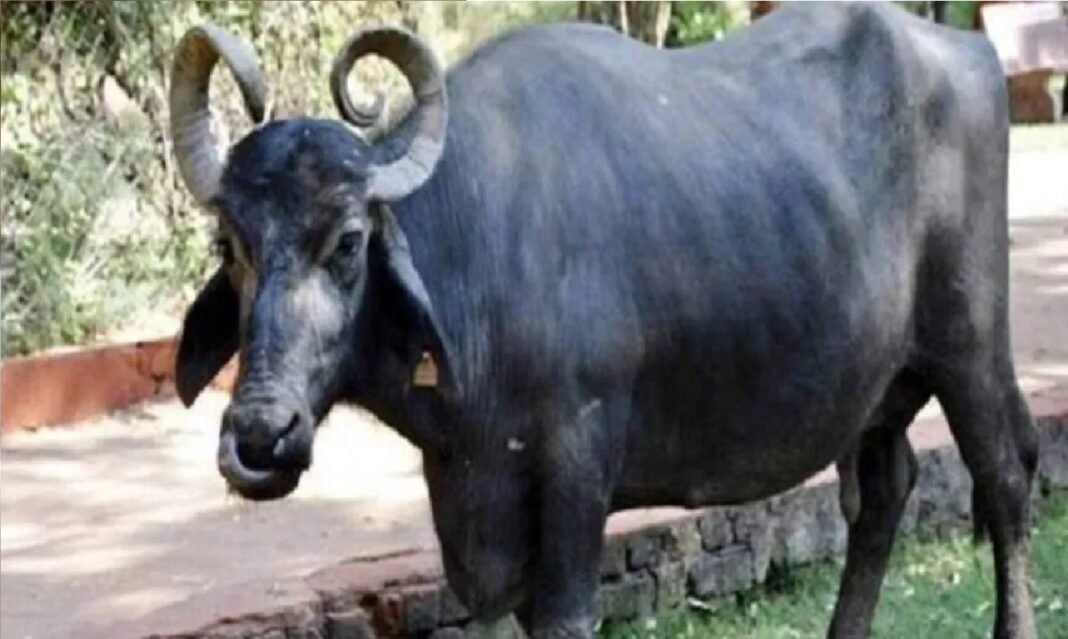 मवेशी