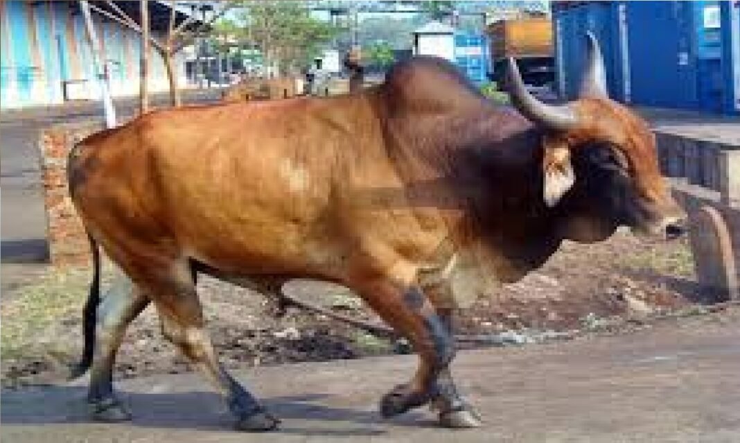 bull attack bull attack