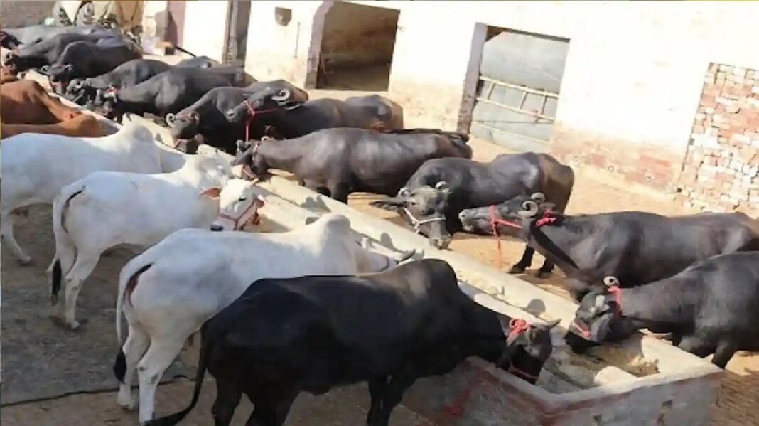 animal husbandry