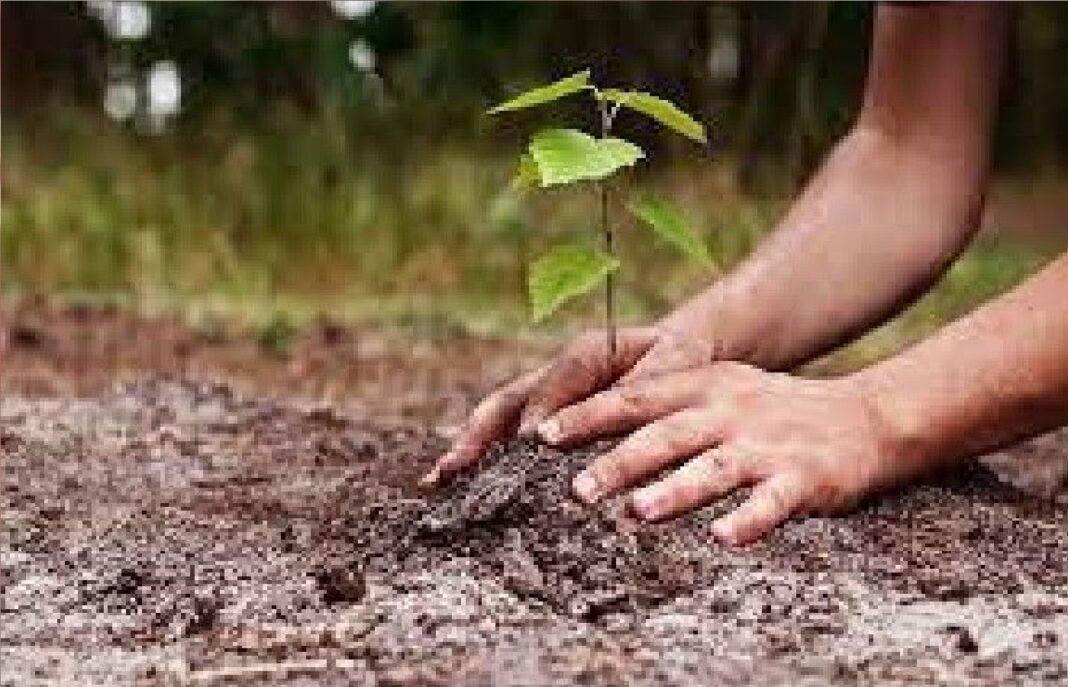 Plantation