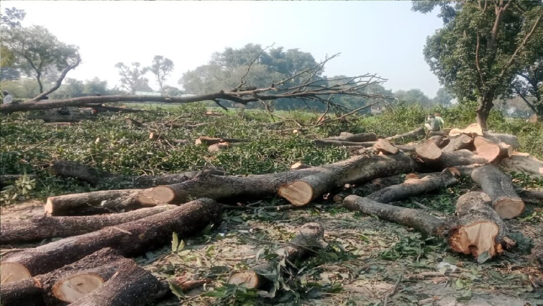 Forest department