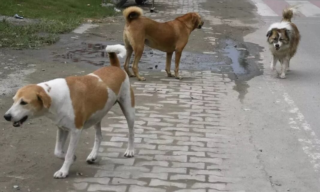 stray dog