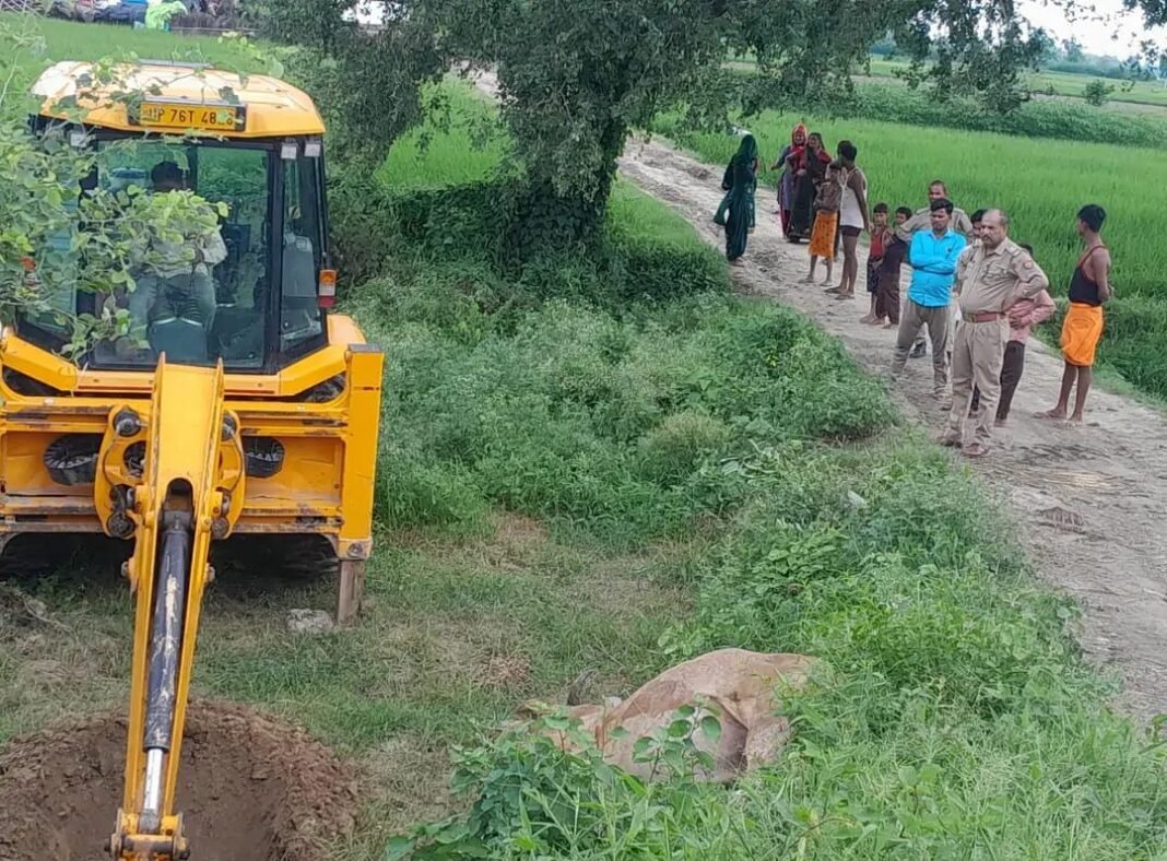 Cow died