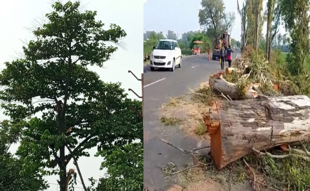 Cutting of green trees