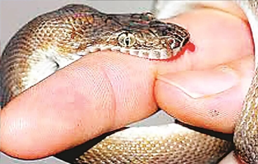 poisonous snake