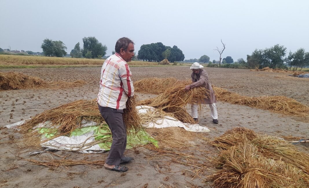 farmers