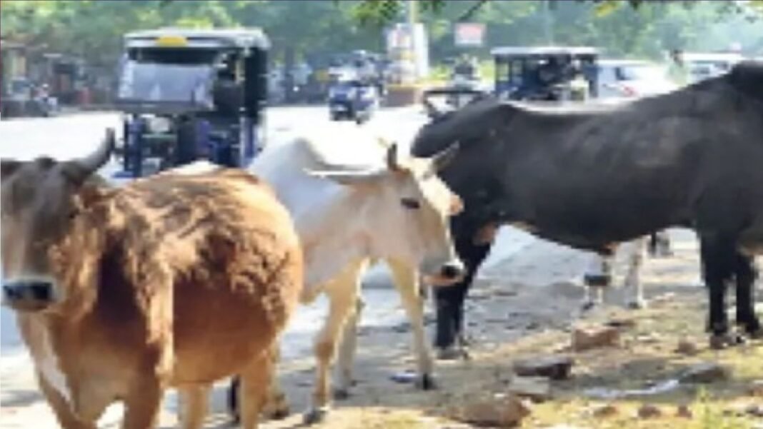 Anna animals