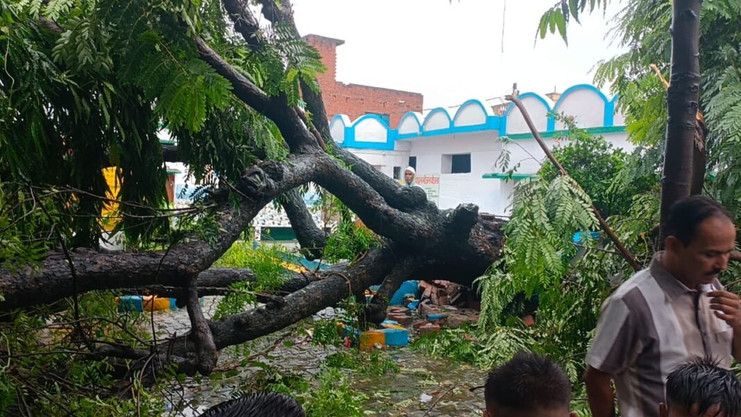 Neem tree fell