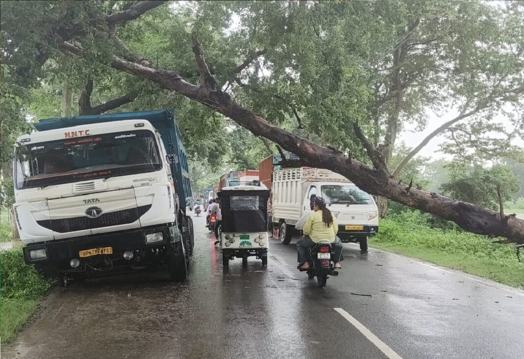 Tree fell