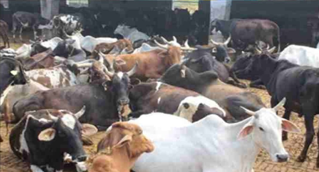 Cow Protection