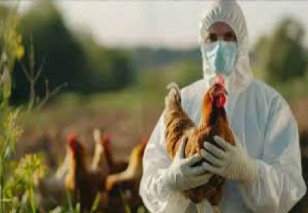 bird flu