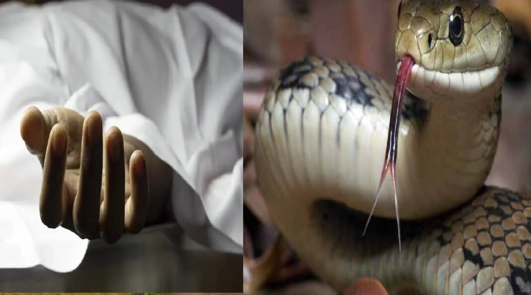 snake