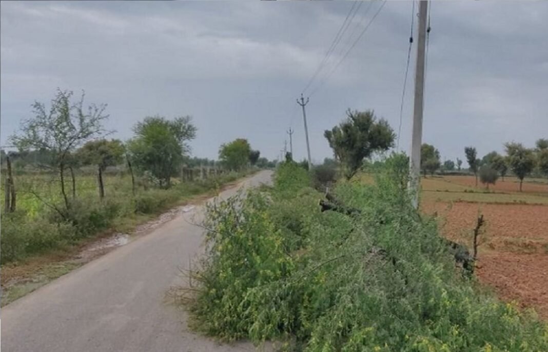 पेड़ बीच रास्ते में