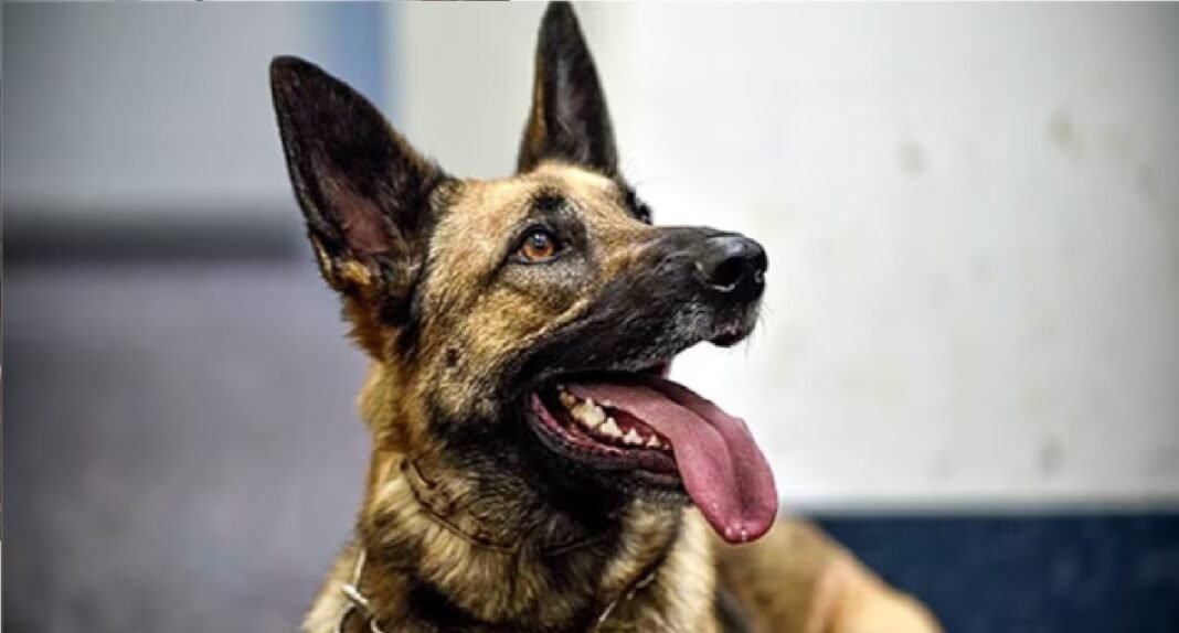 pet dog killed