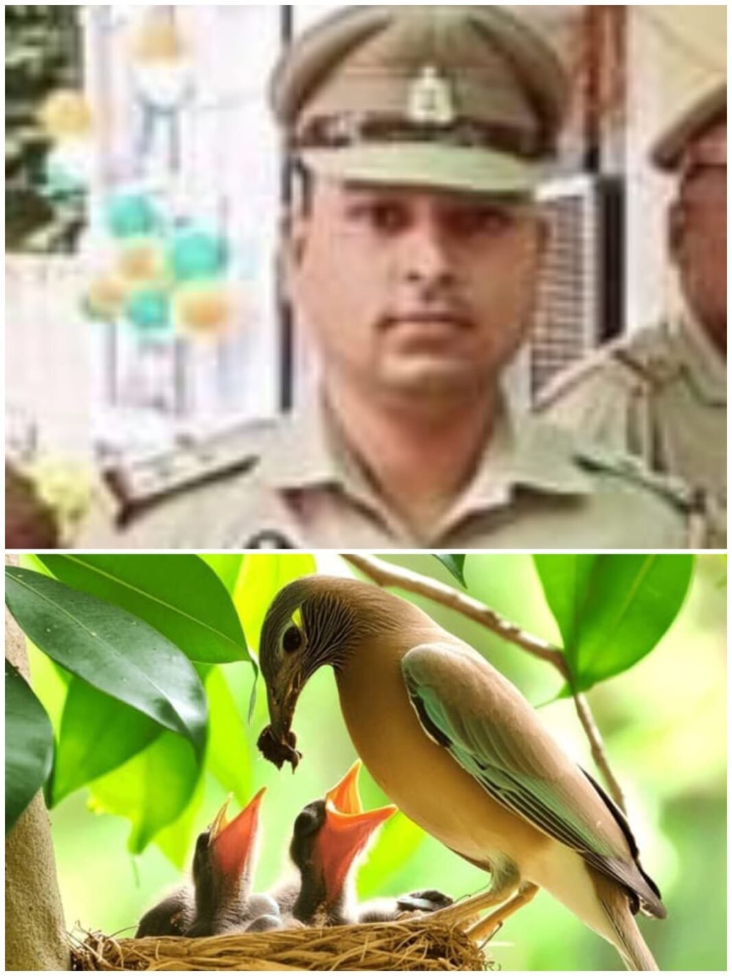 Sub-Inspector