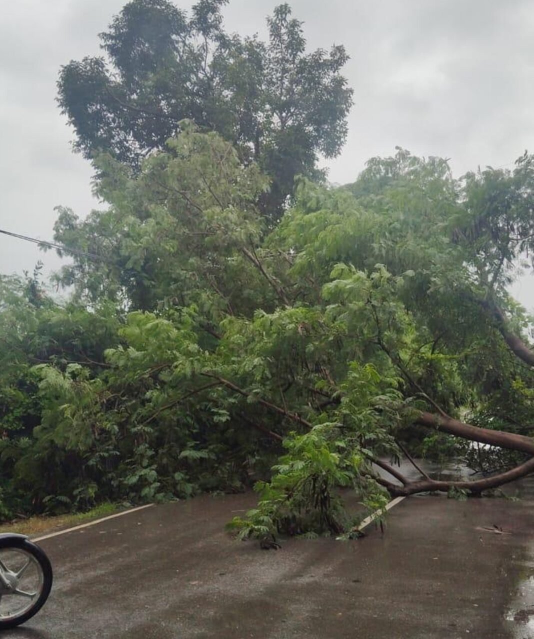 Tree fell