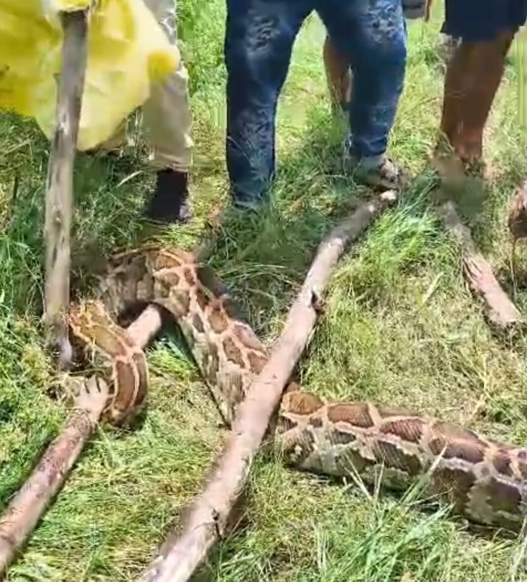 giant python