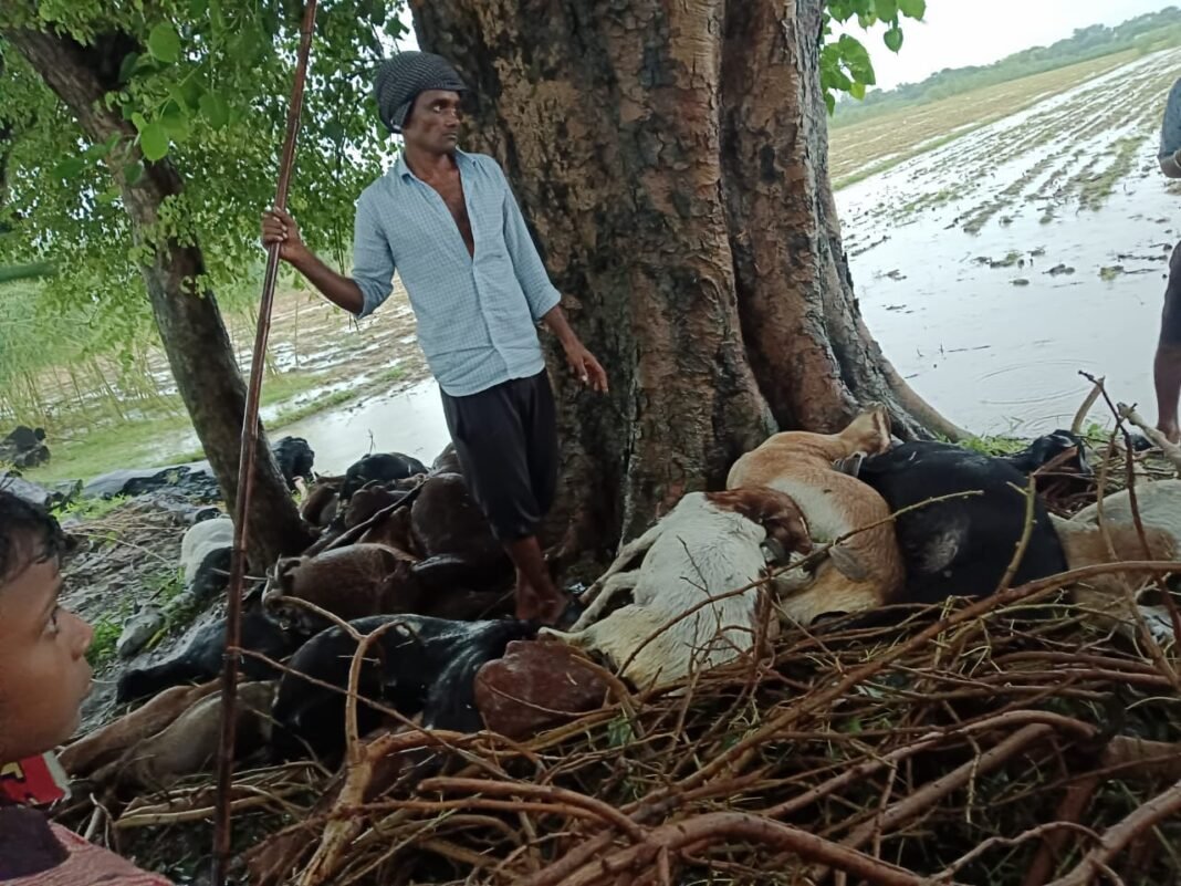 goats died