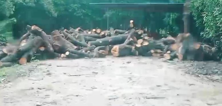 अवैध आम की लकड़ी का खेल