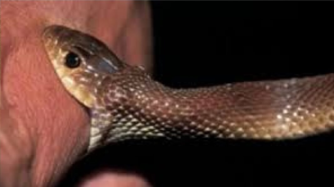 snake