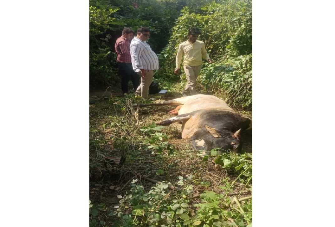 Injured bull