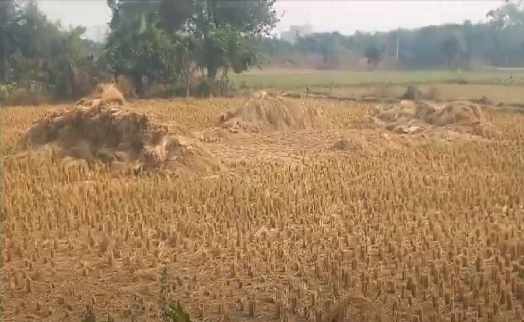 खेत चोरी का सनसनीखेज मामला