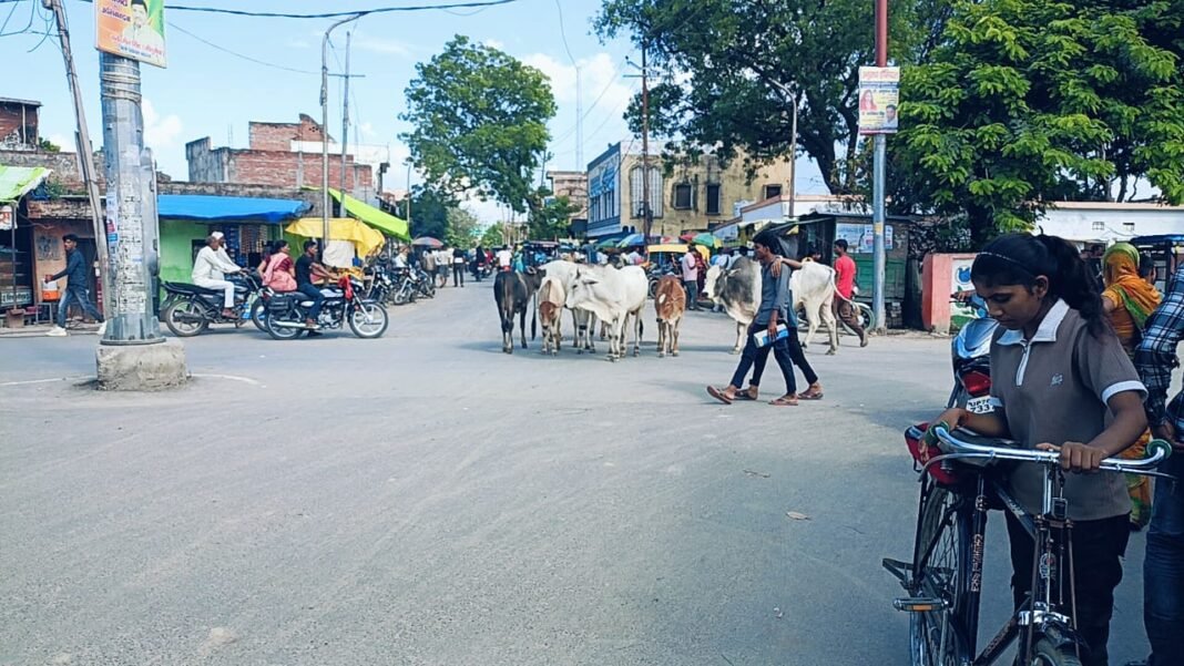 cattle