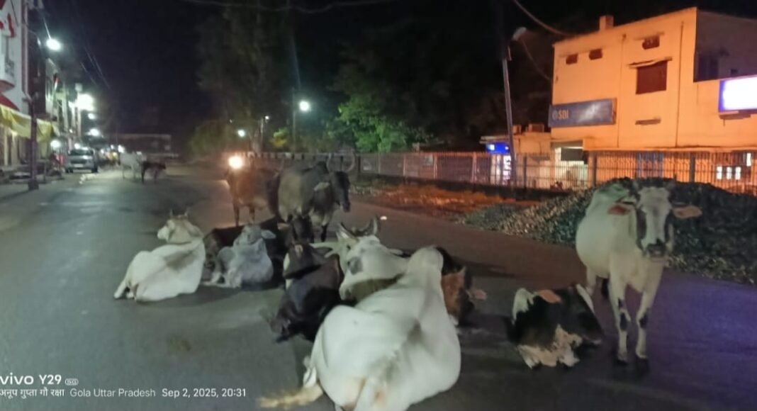 cows cows