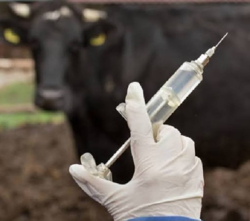 vaccination
