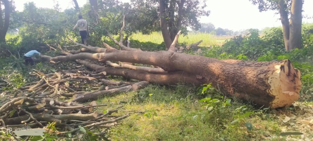 पेड़ों का हो रहा कटान