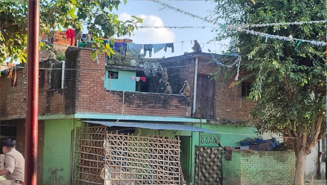 बंदरों के आतंक से ग्रामीण दहशत