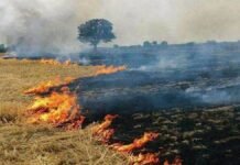 पराली जलाने पर सख्त निगरानी, मुख्य सचिव ने डीएम और मंडलायुक्तों को दिए कड़े निर्देश