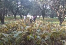 आम के बगीचों में हल्दी की खेती: आत्मनिर्भर किसान की ओर एक हरित कदम