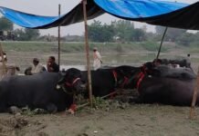 ढाई घाट पर शुरू हुआ कार्तिक पशु मेला : हरियाणा-राजस्थान से पहुंचे सैकड़ों व्यापारी, दो हजार से अधिक पशु पहुंचे