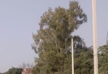 नवाबगंज में दबंगई का आरोप: महिला के खेत पर जबरन रोड डालने का प्रयास