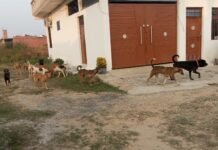 नगर में आवारा कुत्तों का आतंक, सुप्रीम कोर्ट के आदेश के बावजूद भी नहीं जाग रहे जिम्मेदार