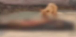 फतेहगढ़ स्थित पीएम हाउस में कुत्तों ने शव को नोचा, वीडियो वायरल होते ही सीएमओ के सख्त तेवर — अधिकारियों व कर्मचारियों पर गिरी गाज