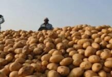 आलू के दाम गिरे, किसानों को मिली राहत