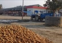 सातनपुर मंडी में आलू के भाव में उतार-चढ़ाव, 30 जनवरी को ₹381 से ₹501 प्रति कुंतल