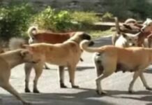 ठंडे बस्ते में चला गया आवारा कुत्तों को पकड़ने का अभियान, नागरिक आजिज