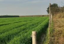 वन विभाग की जमीन पर बड़ा कब्जा, 8 हजार बीघा पर भूमाफियाओं का डेरा