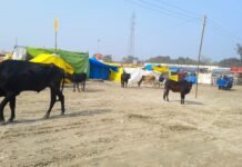 मेला रामनगरीय में प्रशासन की लापरवाही उजागर, आवारा पशुओं पर रोक लगाने में नाकाम