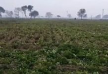 अचानक बदले मौसम से बढ़ी किसानों की चिंता
